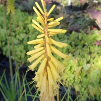 Kniphofia  'Vanilla'